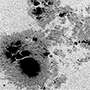 Huge Sunspots and their Magnetic Structure observed by “Hinode”