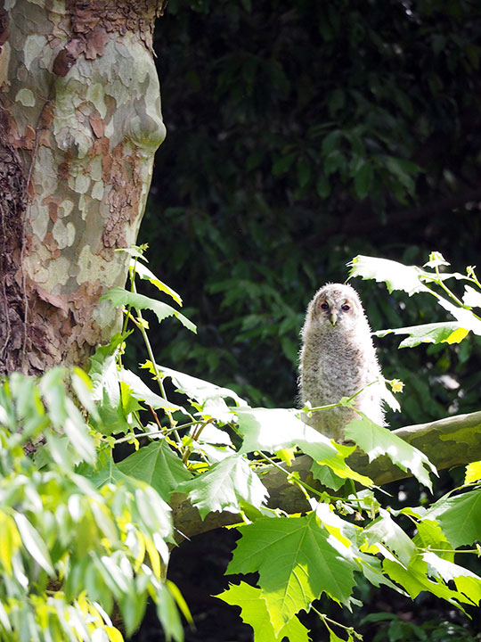 プラタナスの枝に止まるフクロウの幼鳥