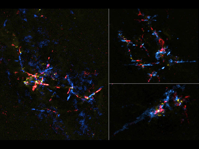 図：アルマ望遠鏡が観測した、3つの領域における多数の原始星とそこから噴き出す高速ガス流（アウトフロー）。