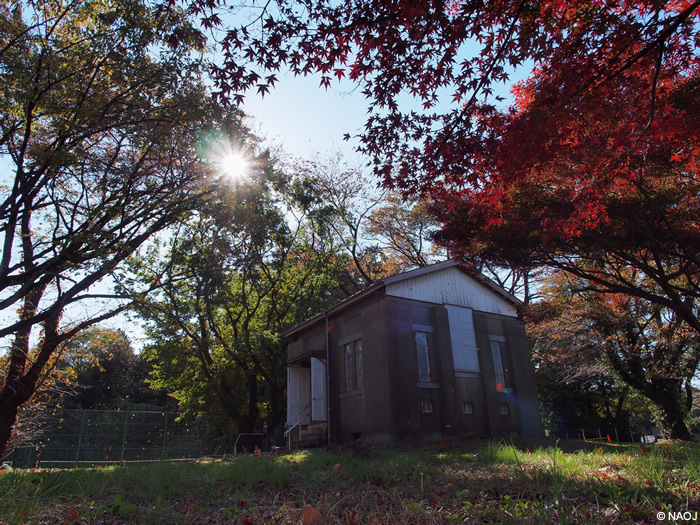 Mitaka Autumn Scenery Dyed Chaotically